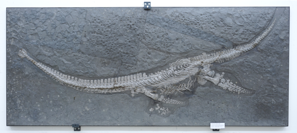 Plesionectes skeleton